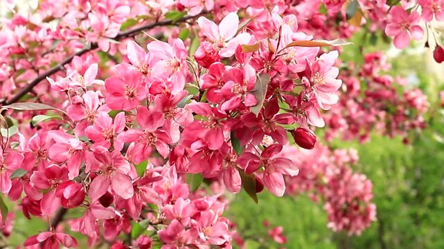 Beautiful pink blossoms of decorative apple tree blooming in spring garden. Close up branch of malus floribunda swaying in the wind. Natural background slow motion footage.