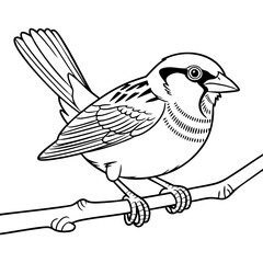 Sparrow Bird Perched On Branch With Spread Wing And Detailed Feather Patterns Isolated on a Transparent or White Background