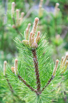 Green fir pine twig. Pine cone on branch with needle. Pine tree branch. Needle of a coniferous tree. Pine pollen. Needle of tree branch and cone spruce