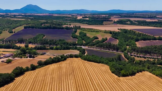 Aerial drone view blooming purple lavender fields. Provence-Alpes-Cote d'Azur region. High quality 4k footage