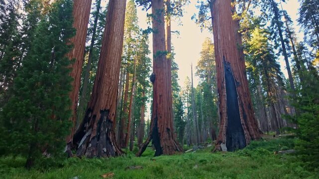 Golden sunset light bathes towering giant sequoias along the Dead Giant Loop Trail in Sequoia