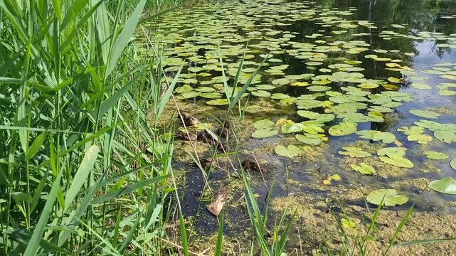 On a summer day, the grown-up ducklings and their mother scurry around the lake in search of food