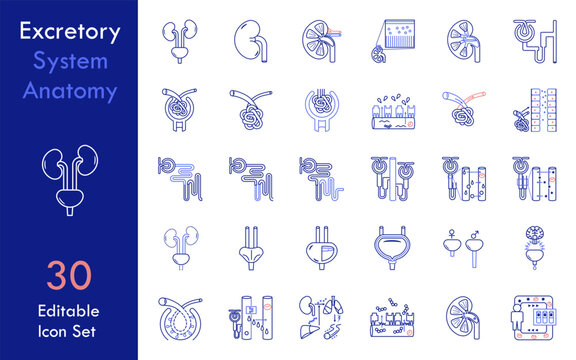 Minimalist Excretory and Urinary System Anatomy Vector Icon Pack (30 Assets)