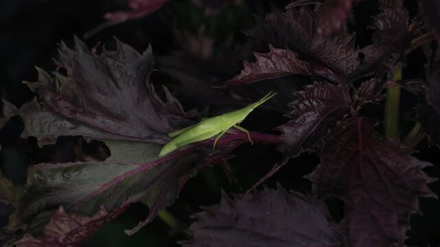 Tokyo,Japan - August 1, 2026: Closeup of Oriental longheaded locust or Acrida cinerea on Shiso leaves
