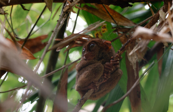 Philippine Tarsier in Bohol, Philippines, Endemic Tropical Wildlife