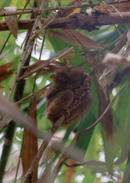 Philippine Tarsier in Bohol, Philippines, Endemic Tropical Wildlife