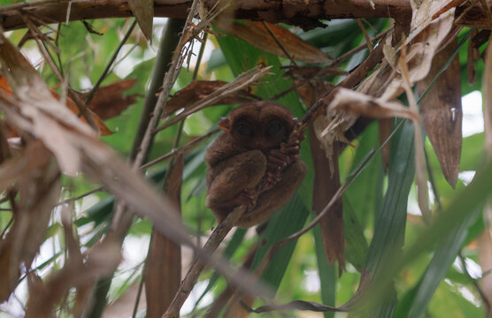 Philippine Tarsier in Bohol, Philippines, Endemic Tropical Wildlife