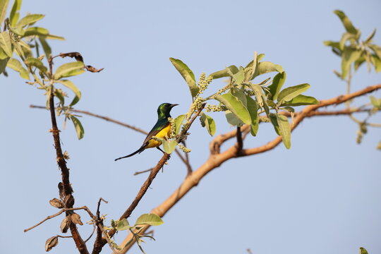 The pygmy sunbird (Hedydipna platura) is a species of bird in the family Nectariniidae. This photo was taken in Mole National Park, Ghana.
