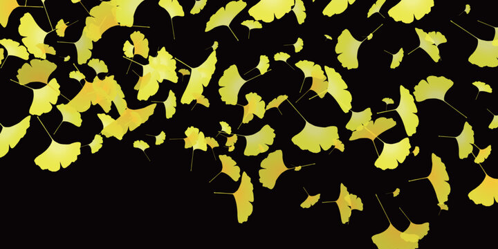 A beautiful collection of falling yellow ginkgo leaves on a black background