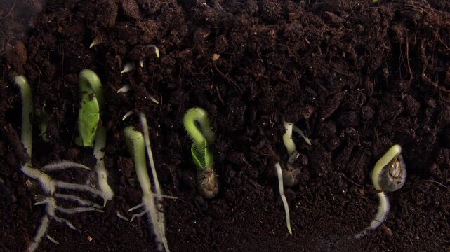 Time lapse of many okra seeds planted in a row and growing and sprouting. Scenery of exotic plant beginning its life in the dirt. Exotic plants and nature process theme. Flora and agriculture concept.