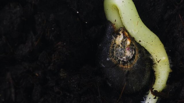 Time lapse macro footage captures the process of an okra seed sprouting and developing roots underground. Scene of nature transformations of vegetable in earth. Botanical education materials theme