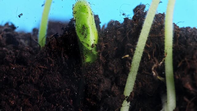 Time lapse of tiny okra seed buried in the earth which is growing. Macro view of plant germination underground and the first sprout rising from the dirt. Stem and root development. Nature and flora