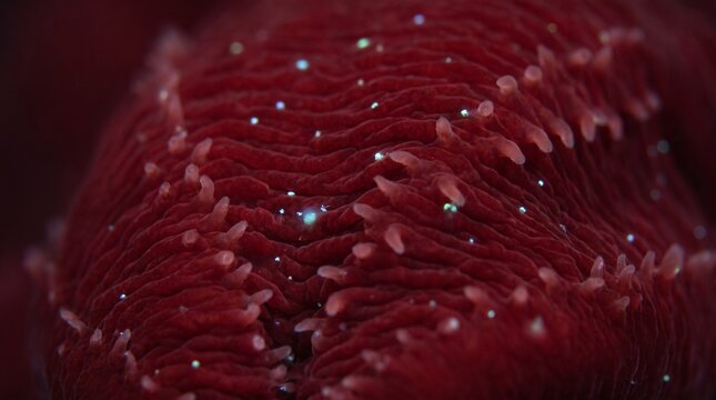 Vampire squid skin