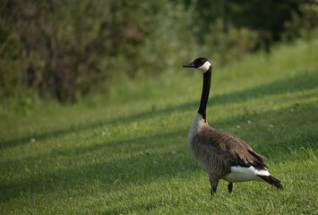 Fototapeta premium Canada Goose Standing on Grass Beside a Lakeside Path