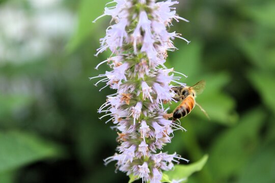 Worker Bee