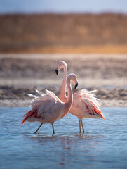 A pair of Chilean flamingos © Tom
