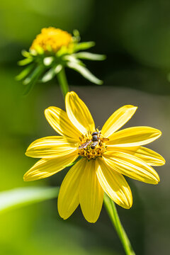 Bee on a yellow flower up close