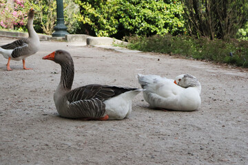 Male and female goose resting on a park pathway with other geese visible in the background. Peaceful outdoor wildlife scene captured in warm natural daylight. © Evgeniia