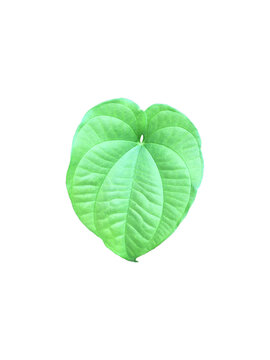 Isolated Lesser Yam leaf with clipping paths.