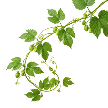 Vibrant green hop plant vine shows healthy fresh growth