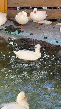 Charming white ducks swim in a serene pond,