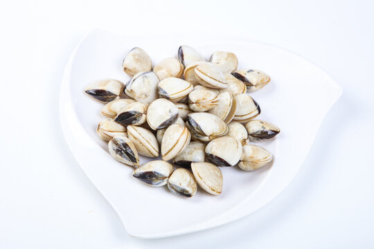 Fresh white clams on irregular ceramic plate light blue gauze fabric