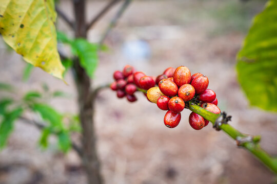Fresh Ripe red coffee cherries growing on a branch in an organic farm plantation. High quality arabica bean agriculture, natural background