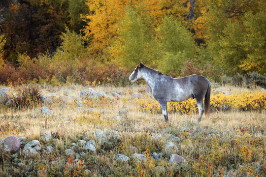 Horse standing in pasture autumn Gray overo