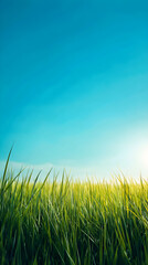 Fototapeta premium grass and sky