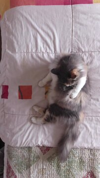 Flat lay top view of a fluffy calico cat sitting on a bed and grooming itself
