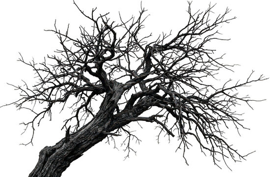 An ancient bare tree with gnarled trunk and intricate sprawling branches reaching outward creating an impressive natural silhouette against the sky dead wood nature plant