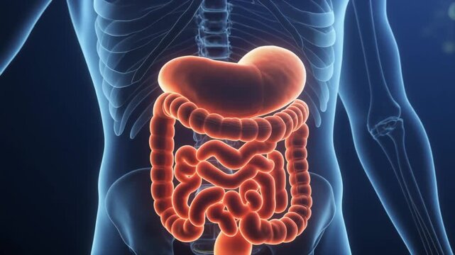 Scientific 3D animation of the gut brain connection axis