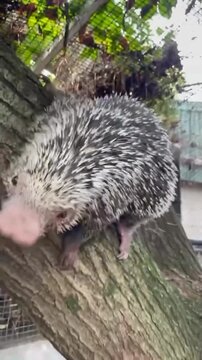 Prehensile-Tailed Porcupine Climbing Down Tree Trunk in Natural Enclosure