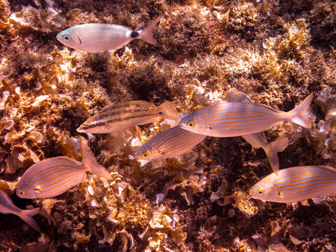 Mixed School of Mediterranean Fish Sarpa Salpa and Diplodus Annularis Swimming Over Rocky Reef
