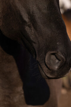 Horse face nose nostril flared