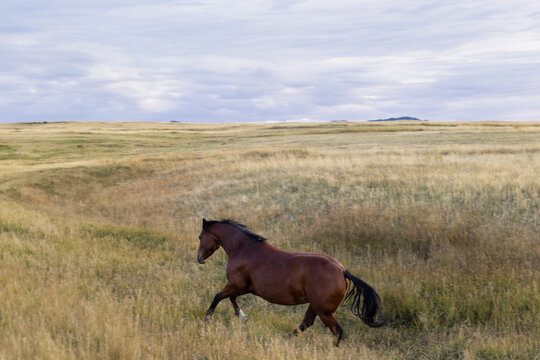 Horse running uphill Wyoming ranch bay quarter horses