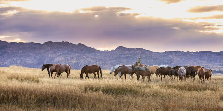 Horse herd remuda on a Wyoming ranch quarter horses