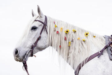 Grey White horse in western tack with flowers in mane © Terri Cage 