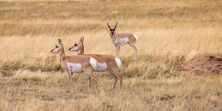Pronghorn antelopes wyoming