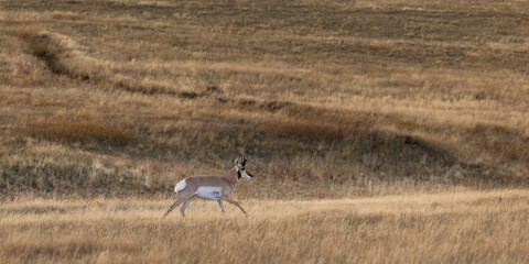 Antelope pronghorn running © Terri Cage 