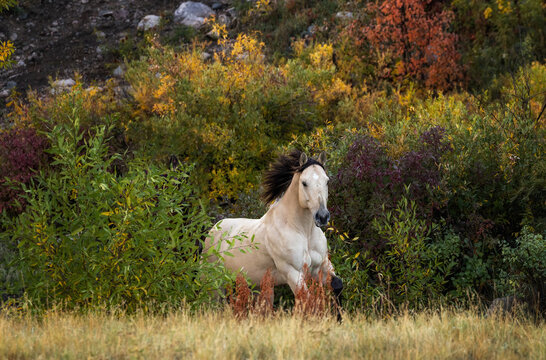 Buckskin quarter horse running in autumn 