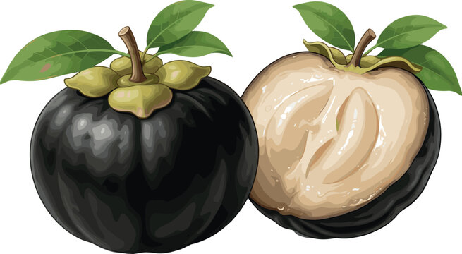 Garcinia cambogia fruit vector illustration with whole and half cut sections for weight loss supplements and organic herbal healthcare branding