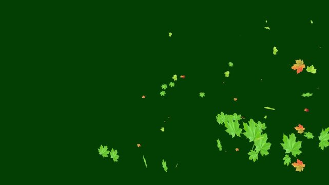 Autumn maple leaves falling in slow motion isolated on green screen fall seasonal nature foliage trees fall seasonal nature foliage