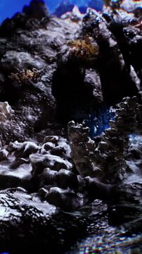 Coral reef habitat is visible under water with various rocks and coral structures. Sunlight filters through the water creating shadows on the sea floor.