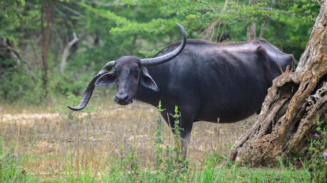 Wild water buffalo with rare asymmetrical curved horns standing in a forest habitat. Exceptionally rare horn deformity where one massive horn curves upward while the other bends downward