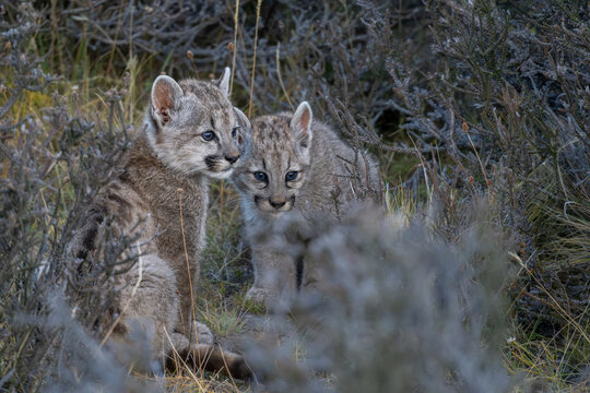 Pair of Puma cubs at play Patagonia