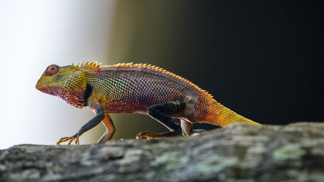 A colorful lizard walking along a tree trunk, illuminated by backlighting that highlights its vibrant scales and spiny crest
