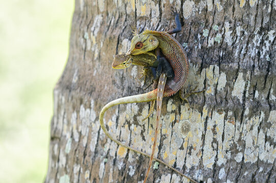 Mating lizards clinging to a tree trunk in their natural forest habitat