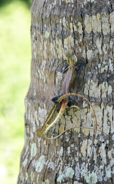 Two lizards mating while clinging to a textured tree trunk, natural reptile behavior, vibrant scales, and intricate details in their habitat