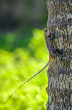 Male lizard clinging to a textured tree trunk against a bright, soft green background